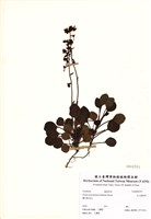 藏品(玉山鹿蹄草)的圖片